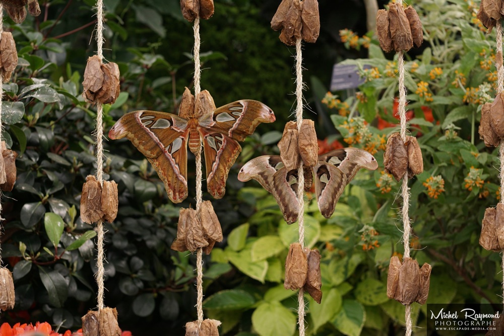 papillons-en-liberté