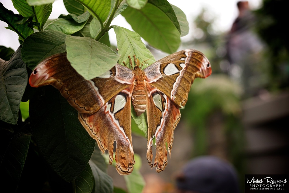 papillons-serres-jardin-botanique