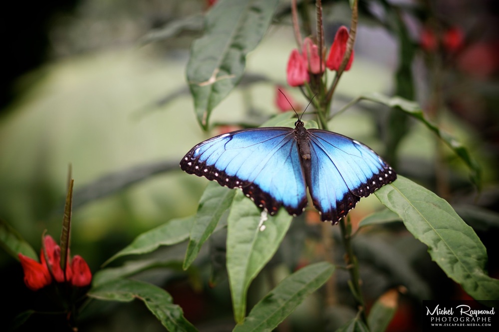 morpho-bleu-papillons-liberté