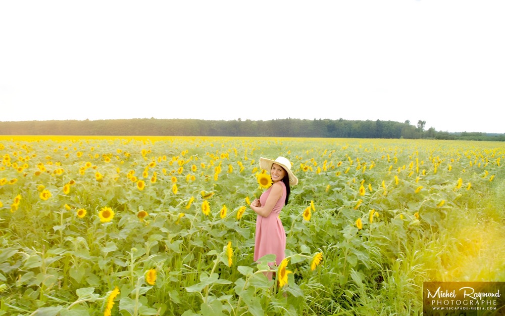 tournesol-saint-ours-2