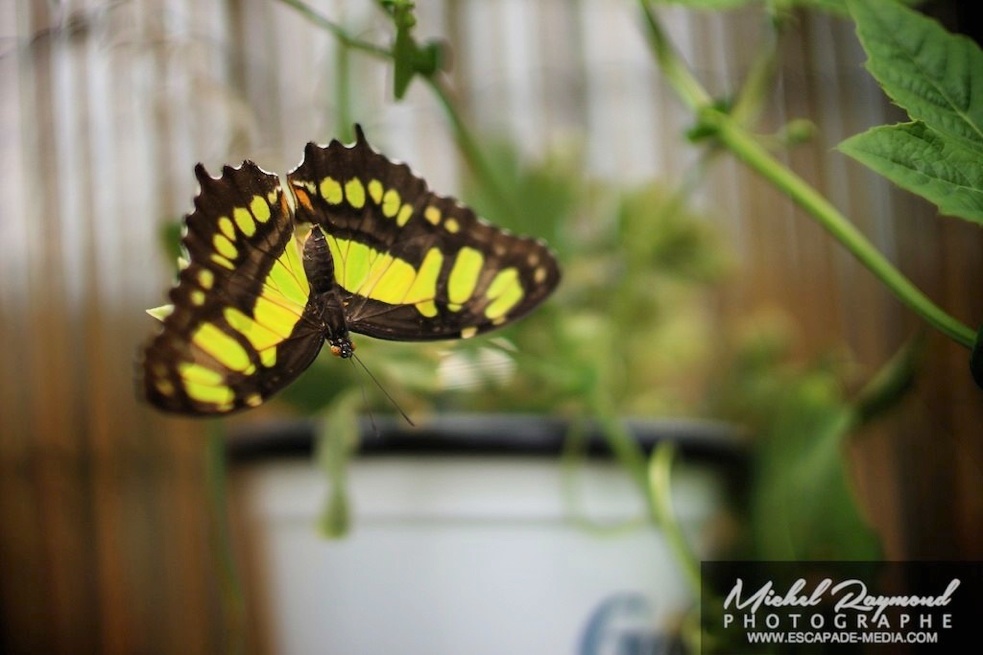 papillon jaune Porte-queue thoas-Swallowtail