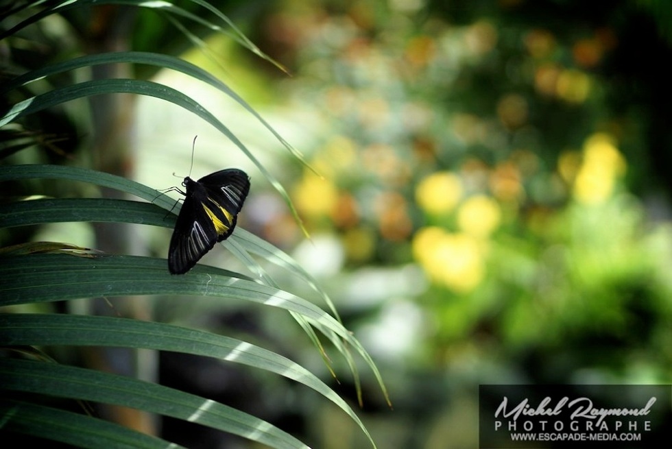 papillon noir et jaune Golden Birdwing-Troïdes rhadamantus