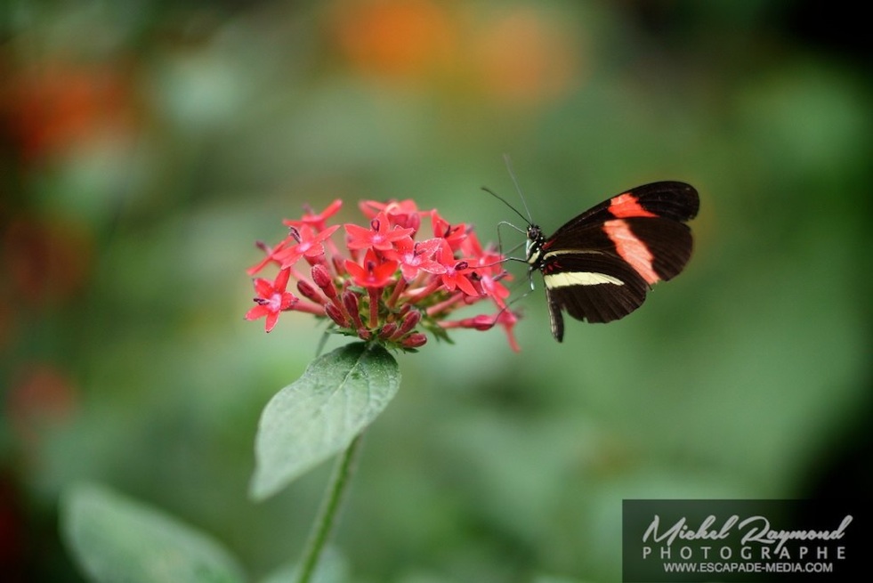papillon rouge Héliconius sara