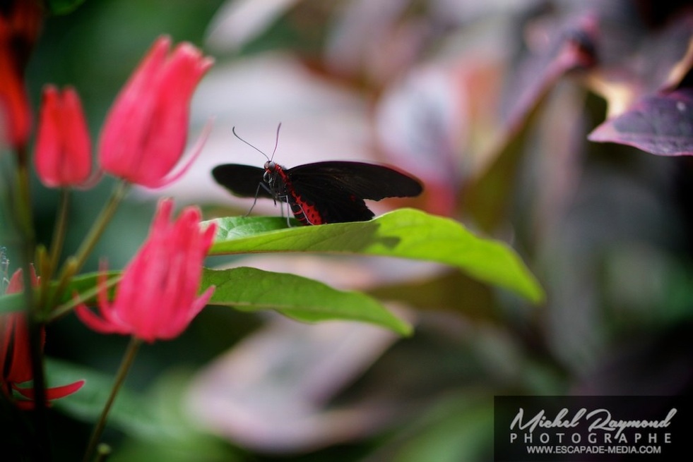 papillon rouge voilier kotzébuea