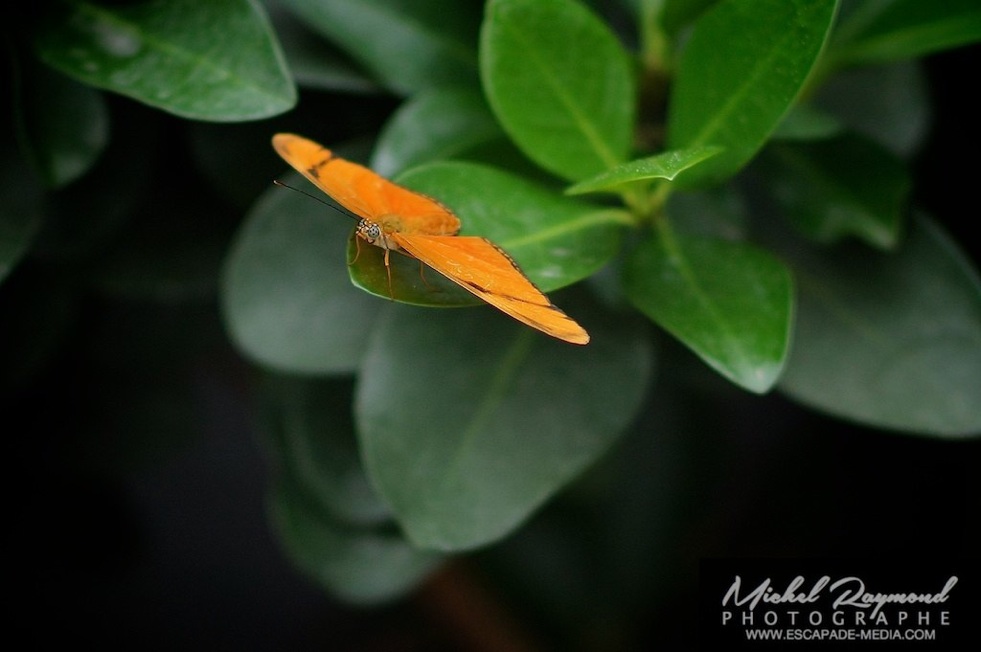 papillon orange du Costa Rica