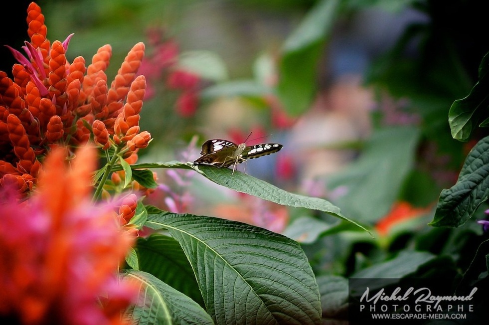 Papillon sur feuille près des fleurs